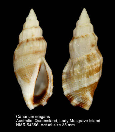 Canarium elegans (3).jpg - Canarium elegans (G.B.Sowerby,1842)